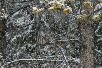 A Great Grey Owl (Strix nebulosa) perched in a tree and camouflaged into it's surroundings, near Two Jack Lake in Banff National Park; Alberta, Canada