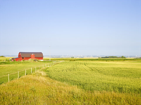 Red barn standing out against the green fields of grain crops with a blue sky; Saskatoon, Saskatchewan, Canada