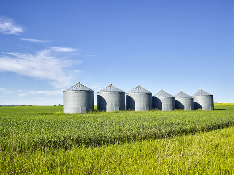 Row of grain storage bins in the middle of a green, grassy field of hay with a blue sky; Calgary, Alberta, Canada