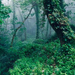 Forêt luxuriante et brouillard