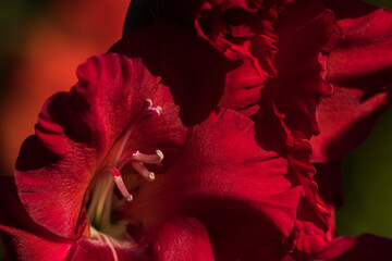 Gladiolus blossoms bring saturated colours to the flower garden in Oregon; Astoria, Oregon, United States of America