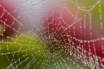 An orb weaver's web accumulates dew on a misty day in Oregon with ripening apples in the background; Astoria, Oregon, United States of America