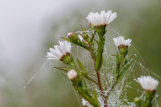 Cobwebs and droplets of mist adorn aster blossoms in an Oregon flower garden; Astoria, Oregon, United States of America
