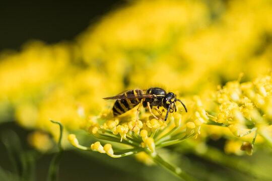 A yellowjacket prowls on Fennel (Foeniculum vulgare) blossoms in Oregon; Astoria, Oregon, United States of America