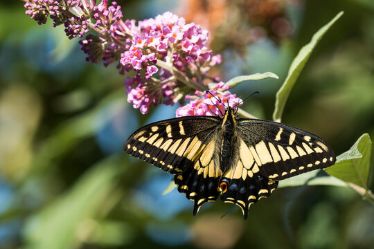 An Anise Swallowtail (Papilio zelicaon) feeds on nectar from blossoms in Oregon; Astoria, Oregon, United States of America