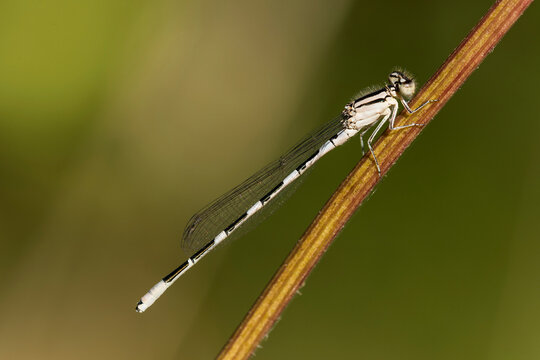 A Female Pond Damselfly rests on a stem in Oregon; Astoria, Oregon, United States of America