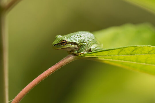 A Pacific Tree Frog (Pseudacris regilla) rests on a leaf in an Oregon garden; Astoria, Oregon, United States of America