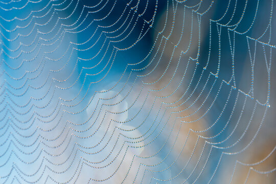 Dew beads cling to the silk web of an orb weaver spider in Oregon; Astoria, Oregon, United States of America