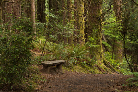 A forest seat is provided for hikers at Lewis and Clark National Historical Park; Astoria, Oregon, United States of America