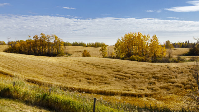 Golden grain fields ready for harvest with trees in autumn colors; Alberta, Canada