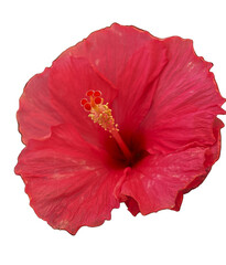 bright red hibiscus flower isolated on transparent background