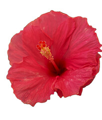 bright red hibiscus flower isolated on transparent background © Chemari
