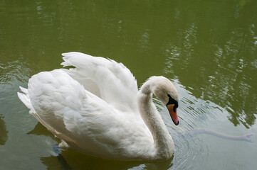 Fototapeta premium A white majestic swan floats in front of a wave of water. Young swan in the middle of the water. Drops on a wet head.