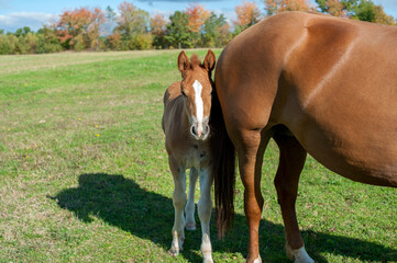 brown mare with foal in the mountains on a beautiful sunny day