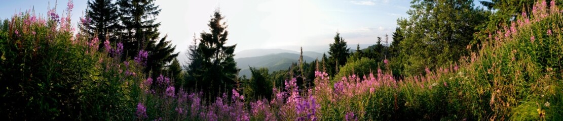 Panorama of Ivan tea flowers in the mountains, green trees and blue sky, sunny day.