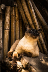 ALL&Iacute;, &Eacute;L II