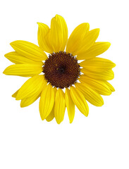 daisy with yellow petals cut out on a transparent background