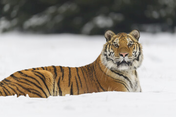 Siberian tiger (Panthera tigris altaica) lying in snow in winter; Czech Republic