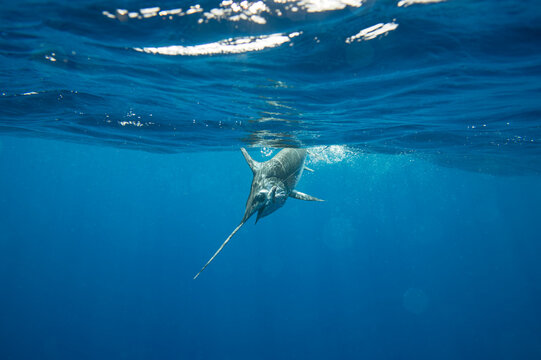A swordfish (Xiphias gladius) caught by fishing line under the water; Islamorada, Florida, United States of America