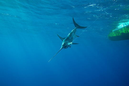A swordfish (Xiphias gladius) caught by fishing line and bait by the underside of a boat; Islamorada, Florida, United States of America