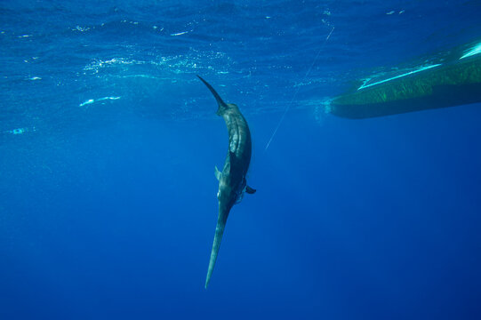 A swordfish (Xiphias gladius) caught by fishing line by the underside of a boat; Islamorada, Florida, United States of America