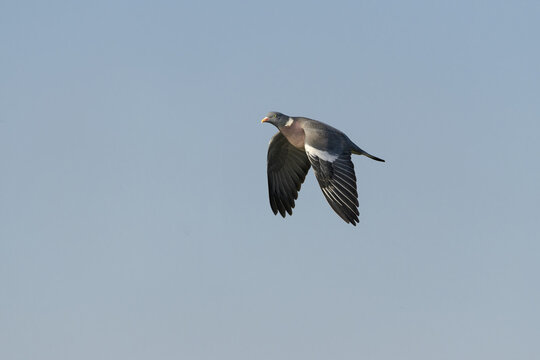 Common Wood Pigeon (Columba palumbus) in flight in a blue sky