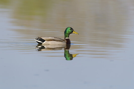Mirror image of a male mallard (Anas platyrhynchos) on the surface of tranquil water