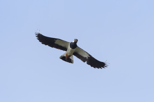 Lapwing (Vanellus vanellus) in flight in a blue sky