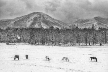 Five Horses Grazing On A Snowy Cades Cove Morning.