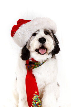 Dog wearing Santa hat and Christmas necktie against a white background; Studio