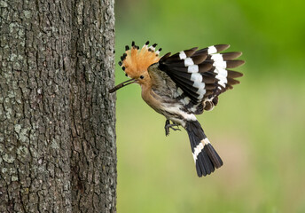 Eurasian hoopoe bird in flight close up ( Upupa epops )