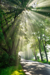 Beautiful sunrays in avenue of green trees