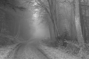Black and White image on a foggy winters day at Hamsterley forest showing the Forest Drive. County Durham, England, UK.