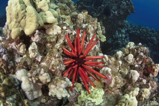 Red pencil urchin (Heterocentrotus mamillatus) resting in the coral feeding on algae; Maui, Hawaii, United States of America