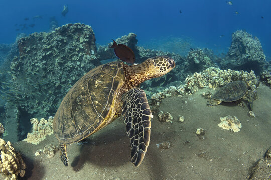 Lined Bristletooth, Ctenochaetus striatu, and Hawaiian Green Sea Turtle, Chelonia mydas, Hawaii, USA