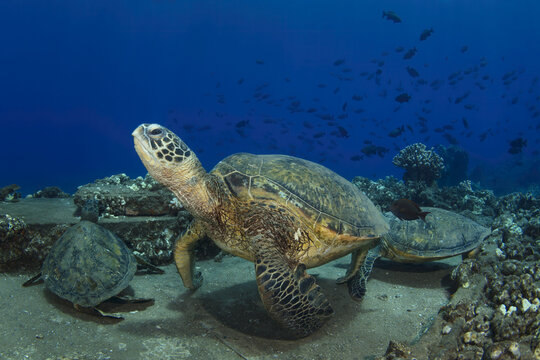 Three Hawaiian green sea turtles (Chelonia mydas) resting along the ocean floor while Lined Bristletooth (Ctenochaetus striatus) swim around them; Maui, Hawaii, United States of America