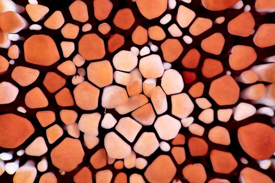 Detail of a red pencil urchin (Heterocentrotus mamillatus) showing a variety of irregularly shaped triangular and octagonal ossicles on the body surface; Maui, Hawaii, United States of America