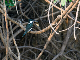 Ringed Kingfisher sitting on tree branch and holding a fish in its beak 