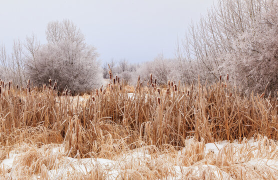 Frosty Morning in Rural Alberta; Alberta, Canada