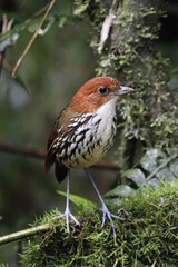 Grallaria Ruficapilla. Un p&aacute;jaro dif&iacute;cil de ver. Terrestre muy hermosa y dif&iacute;cil de observar. Se encuentra en Caldas, Colombia.