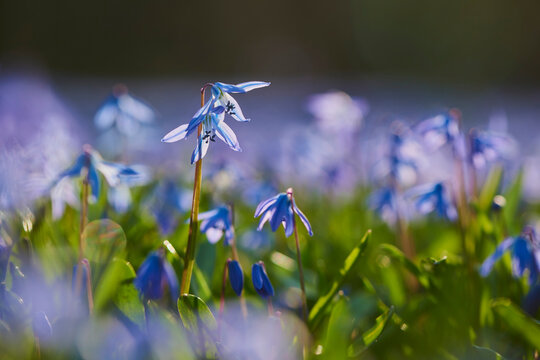 Siberian squill or wood squill (Scilla siberica) blossoms; Bavaria, Germany