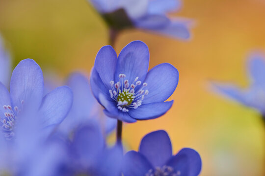 Common hepatica (Anemone hepatica) flowering in a forest; Upper Palatinate, Bavaria, Germany