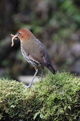 Grallaria Ruficapilla. Un pájaro difícil de ver. Terrestre muy hermosa y difícil de observar. Se encuentra en Caldas, Colombia.