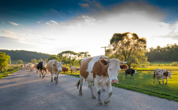 Tradibonal, traditional farming method, cows walking down the street returning from communal grazing