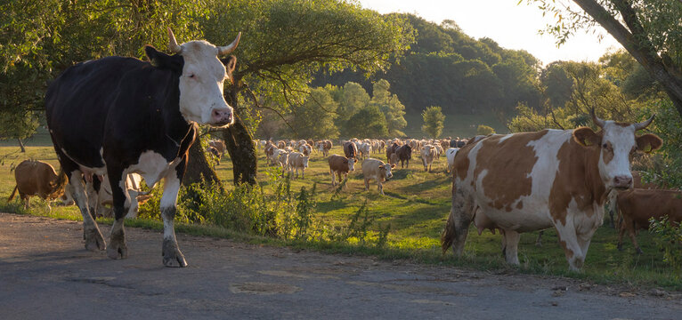 Tradibonal, traditional farming method, cows walking down the street returning from communal grazing