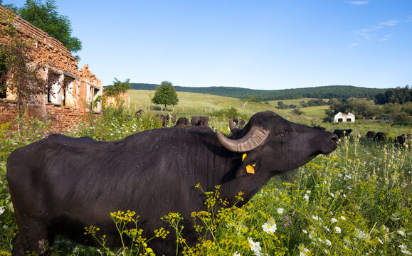 Water buffalo in a wild flower meadow at Ferma Indianului Farm, Romania