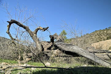 tronco de arbol