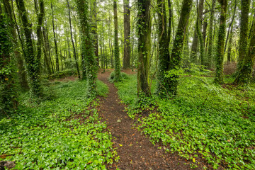 Nature trail through the Cong Woods forest; Cong, County Mayo, Ireland