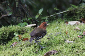 Grallaria Ruficapilla. Un pájaro difícil de ver. Terrestre muy hermosa y difícil de observar. Se encuentra en Caldas, Colombia.