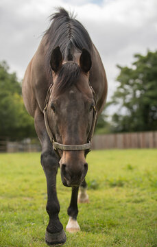 Portrait of Invincible Spirit, horse (Equus ferus caballus) bred at the Irish National Stud & Gardens, standing on a grassy field in paddock; County Kildare, Ireland
